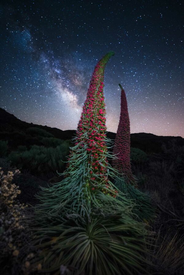 EXPÉRIENCE Teide by Night – Image 2